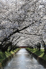 Cherry Blossoms and a Red Bridge over the Gojo River in Japan