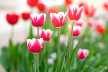 Spring blooming tulips in a flower bed in the garden, focus in the foreground. Copy space. High quality photo