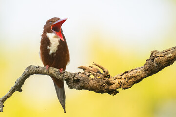 King Fisher Peached in India 