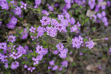 Obraz premium Purple Trailing lantana plant flowers
