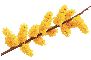 Isolated Floral Branch Illustration With Yellow Flowers On Transparent Background
