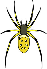 yellow orb weaver spider with spots on abdomen and striped legs hand drawn with curved black lines contours, top view