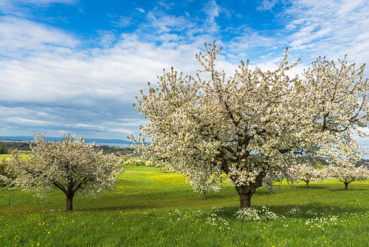 Flowering pear trees on a green spring meadow with dandelions, with Lake Constance visible on the horizon, Arbon, Canton of Thurgau, Switzerland