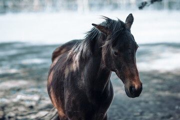 Obraz premium portrait of brown horse, close-up view of the horse