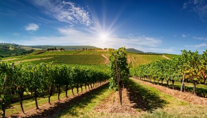 Naklejka premium lush vineyard with ripe grapes ready for harvest vibrant vineyard rows under a sunny sky showcasing plump grape clusters ready for the harvest season