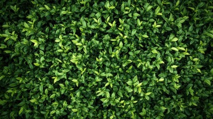 Lush green tea leaves spreading across a hillside during bright sunlight in a serene landscape