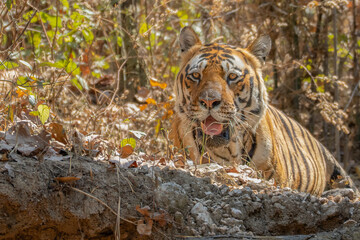 Bengal Tiger in the Jungles of India 