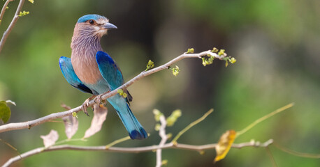 Indian Roller Perched 