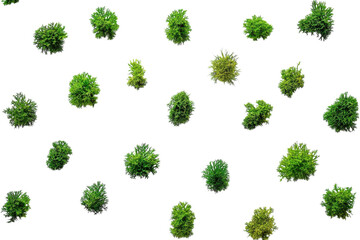 Lush green moss pattern on white background minimalist nature texture vibrant spring freshness