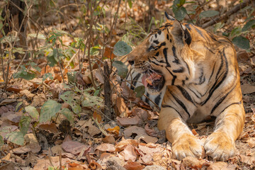 Bengal Tiger in the Jungles of India 