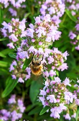 
In a wide wild field meadow, large bushes of bright plants with small blue flowers attract attention. This is the flowering thyme. Pollinated by bees