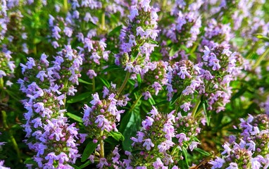 Naklejka premium In a wide wild field meadow, large bushes of bright plants with small blue flowers attract attention. This is the flowering thyme. Pollinated by bees