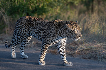 Large male leopard strolling down the road in a display of dominance.