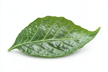 Obraz premium A single green leaf with powdery mildew showing signs of plant disease isolated on white background
