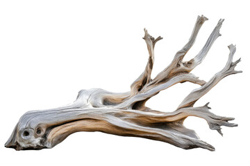 Fototapeta premium Intricate Desert Driftwood Sculpture detailed textures and stark white background