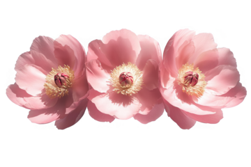 Pink Blossom Floral Illustration On Transparent Background