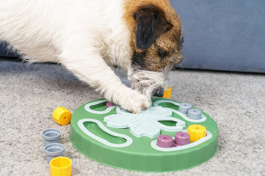 Interactive educational toy feeder for dogs and cats. Smart dog is looking for delicious dried treats in intellectual game and eating them, close up. Intellectual game for dogs.