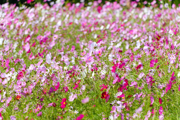 広がるピンクと白のコスモス畑