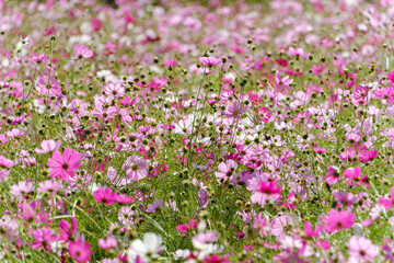 ピンクのコスモスが咲き誇る秋の野原