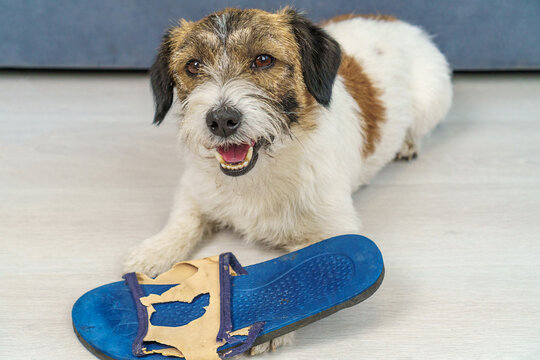 Bad behavior of a dog at home. A Jack Russell Terrier dog, when she was home alone, chewed up her owner's shoes.