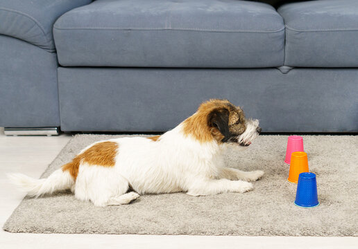 Jack Russell Terrier dog sniffing cones and preparing for scent in nose work competition. Intellectual games for dog training.