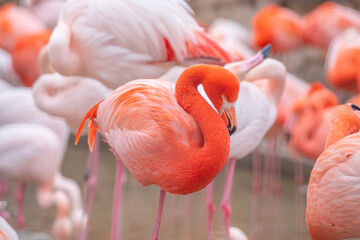 日本の神戸王子動物園のフラミンゴ