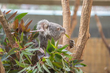 日本の神戸王子動物園のコアラ