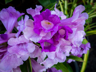 Sweet Lavender Garlic Vine Blooms: Natural Beauty