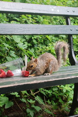 Squirrel eating strawberries on a park bench in Central Park, New York
