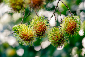 Nasarn school rambutan is most delicious rambutan in Thailand