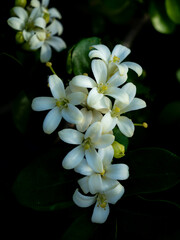 Pure White Orange Jessamine Blooms in Darkness