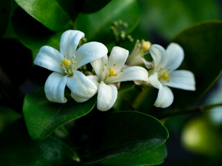 Pure White Orange Jessamine Blooms Among Green Leaves