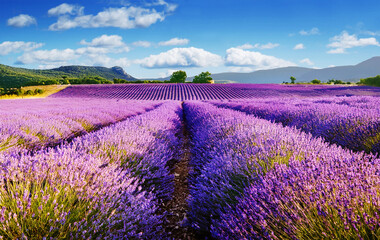 Champs de lavande en fleurs sous le ciel bleu ennuagé.