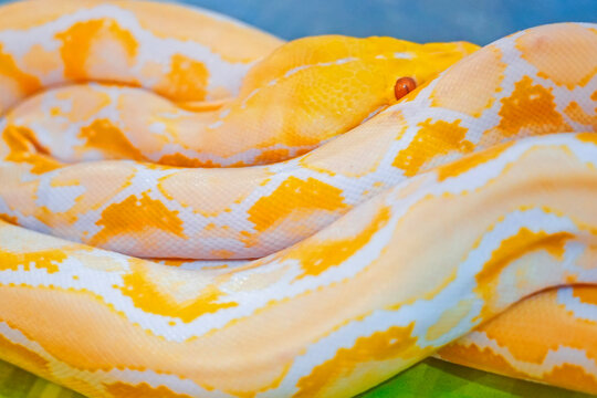 This striking python displays a vivid pattern of orange and yellow hues as it coils comfortably on a vibrant, colorful surface under bright natural light, showcasing its stunning scales