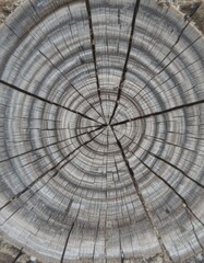 A close-up view showcasing the intricate textures and patterns of an old tree stump, highlighting its weathered bark, deep grooves, and the contrasting rings at both the top and bottom.