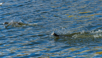 水面を泳ぐオオバンたち