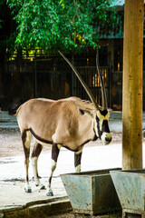Gemsbok (Oryx gazella)