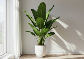 Photorealistic Strelitzia nicolai with large glossy banana leaves in white ceramic pot and minimalist interior