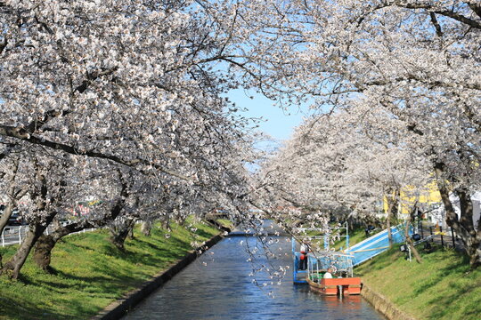 Sakura Trees and a Boat Cruise under Cherry Blossoms &ndash; Gojo River, Aichi, Japan