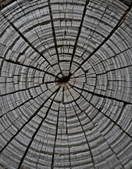 A close-up view of a wooden surface, showcasing intricate grain patterns and textures, with the center neatly cut in half, revealing the rich, natural colors and inner details of the wood.