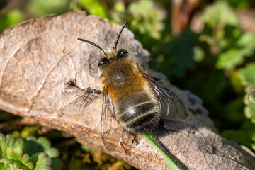 Close up of a hairy-footed flower bee (Anthophora plumipes)