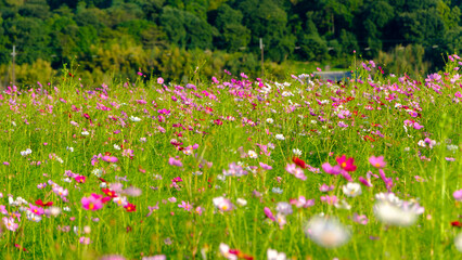 緑の草原に咲くコスモスの花畑

