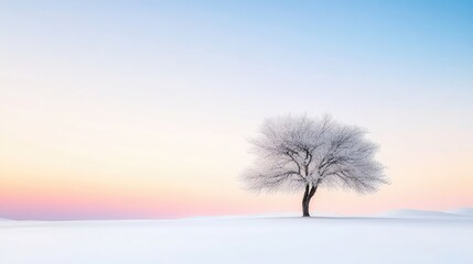 Winter sunrise on a frosted tree.  A solitary tree, covered in frost, stands on a snow-covered landscape, bathed in the soft colors of a winter sunrise.  Tranquil and serene
