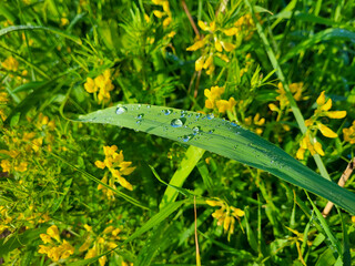 Dew drops on a green blade of grass in a meadow with yellow flowers