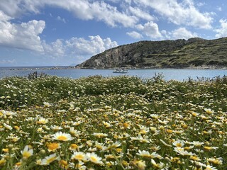 Blossom flowers on the coast of the  Mediterranean sea
