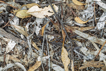 Scattered eucalyptus leaves on dry forest ground