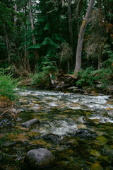 Fototapeta premium river in the forest