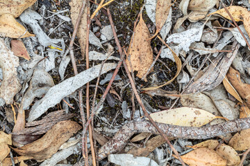 Close-up forest texture with leaves, twigs, and moss