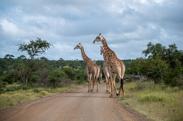 Giraffes pause to scan the bush prior to them crossing the road