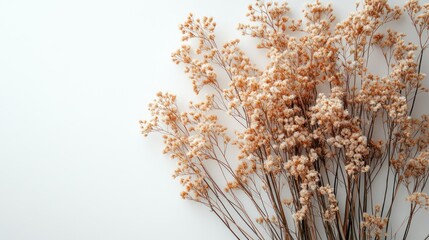 Dried flowers arrangement beige tan